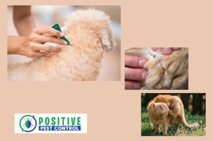 Effective Pest Care in Calgary: Flea and Termite Solutions