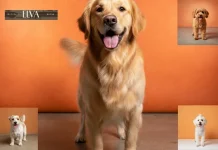 Professionelle Fellpflege Hund Wien – Gesunde und Glänzende Hunde mit Elva-dog.at