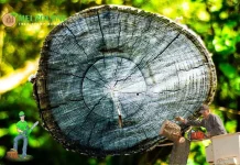 Expert Stump Removal Werribee Services for Safe and Affordable Tree Care