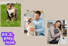 Top Dating Website for Cats to Find Your Feline’s Perfect Match Online