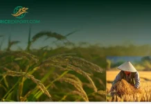 Top 5% Broken Rice Supplier Africa | Reliable High-Quality Rice Exporter