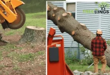 Expert Stump Removal Service Roxbough Park for Safe and Efficient Land Clearing