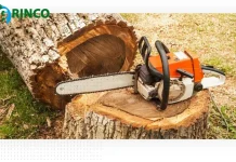 Expert Palm Tree Cutting Service for Safe and Efficient Tree Removal