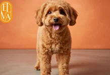 Professionelles Hand Stripping in Wien – Natürliche Fellpflege für Ihren Hund