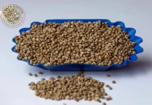 Premium Ugandan Robusta and Arabica Coffee Beans for Freshness and Authentic Flavor