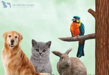 Affordable and Trusted Cheap Vet in Qatar for Quality Pet Care