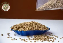 Robusta Coffee Screen 15 Grade: Consistent Quality and Bold Flavor for Coffee Lovers