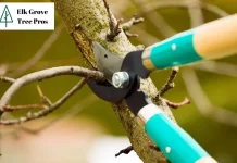 Expert Tree Trimming Elk Grove Services for Healthy, Beautiful Trees Year-Round