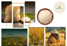 Top Rice Export Company to Nigeria for Premium Quality Indian Rice and Reliable Shipping