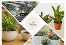 Top Herb Gardens Kits for Easy and Successful Home Gardening in 2024