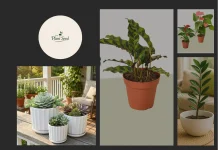 Holly Leaf Barberry: Bold Foliage for Vibrant and Durable Gardens