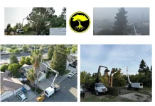 Professional Emergency Tree Removal Services for Safe and Efficient Solutions
