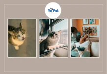 Rac Cargo Guard Front Seat – Secure Your Pet and Keep Your Car Clean