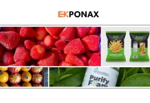 Top Frozen Vegetables Export Middle East Suppliers for Reliable Sourcing and Competitive Pricing