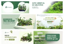 Transform Your Aquatic Haven with Vibrant and Healthy Aquatic Plants