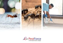 Effective Bedbug Control Solutions for a Pest-Free and Comfortable Home