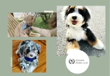 Dog Registry for Official Pet and Litter Registration | Trusted Designer Kennel Club