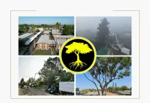 Top Professional Tree Service for Expert Care and Maintenance