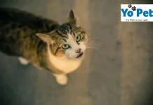 Yo Pet Guest Post Opportunities for Pet Enthusiasts and Bloggers