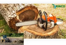 Expert Palm Tree Trimming Service for Healthy Growth and Beautiful Landscapes