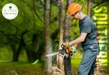 Expert Tree Care Contractor Dothan AL for Safe Removals and Quality Trimming