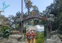 Explore the Beauty and Serenity of Binsar Forest Trails for an Unforgettable Adventure