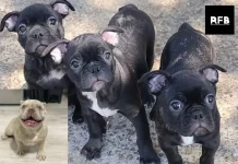 French Bulldog Adoption Guide: Find Your Perfect Rescue Companion Today