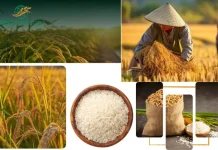 Top Rice Export Company to Nigeria for Premium Quality Indian Rice and Reliable Shipping