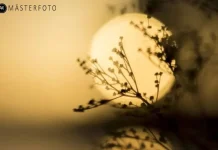Företagskurs för Fotografering – Utveckla Dina Färdigheter med Mästerfoto
