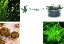 Buy Aquarium Plants Online India from Trusted Suppliers with Fresh Quality and Nationwide Shipping