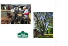 Professional Tree Pruning Services for Healthy Growth and Long-Lasting Tree Care