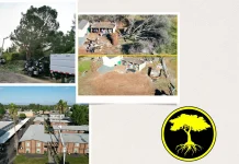 Efficient Branch Hauling Services for a Clean and Clutter-Free Yard
