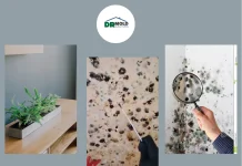 Effective Same Day Mold Treatment Florida for Rapid Mold Removal and Prevention