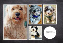 How to Get Papers for Your Puppy Easily and Secure Official Registration
