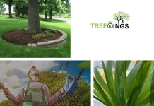Expert Stump Removal Strathmore Services for a Cleaner Yard