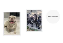 French Bulldog Adoption Guide: Find Your Perfect Rescue Companion Today
