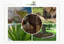 Expert Tree Removal Coburg Services for Safe and Affordable Property Care