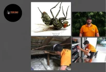 Effective Mosquito Control Gold Coast Services for a Pest-Free Home and Garden