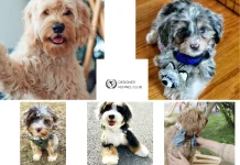 How to Get My Dogs Papers: A Complete Guide to Dog Registration and Documentation