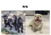 French Bulldog Rescue: How to Support and Adopt Needy French Bulldogs Safely